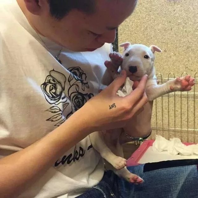 梅蝶霭贝